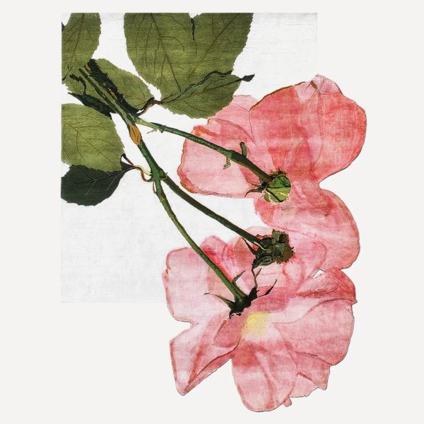 English Rose by Mary McCartney